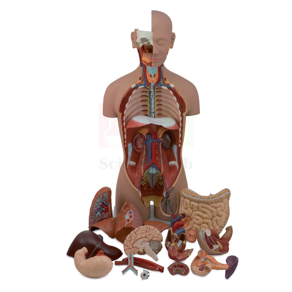 Human Sexless Torso Model